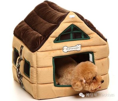 狗狗便便偏稀怎么辦？居家觀察與獸醫輔助指南